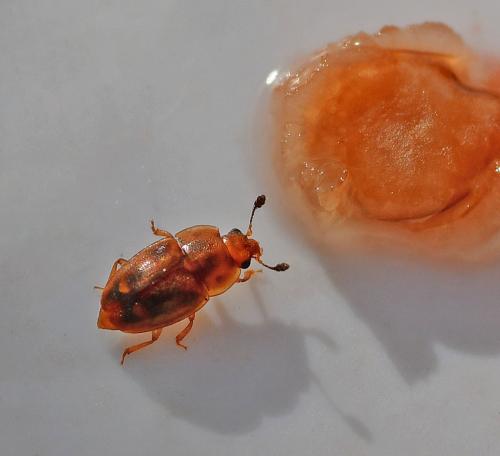 Réf. 338 637 : Epuraea sp.